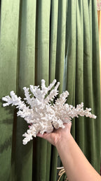 Natural White Coral 12’W