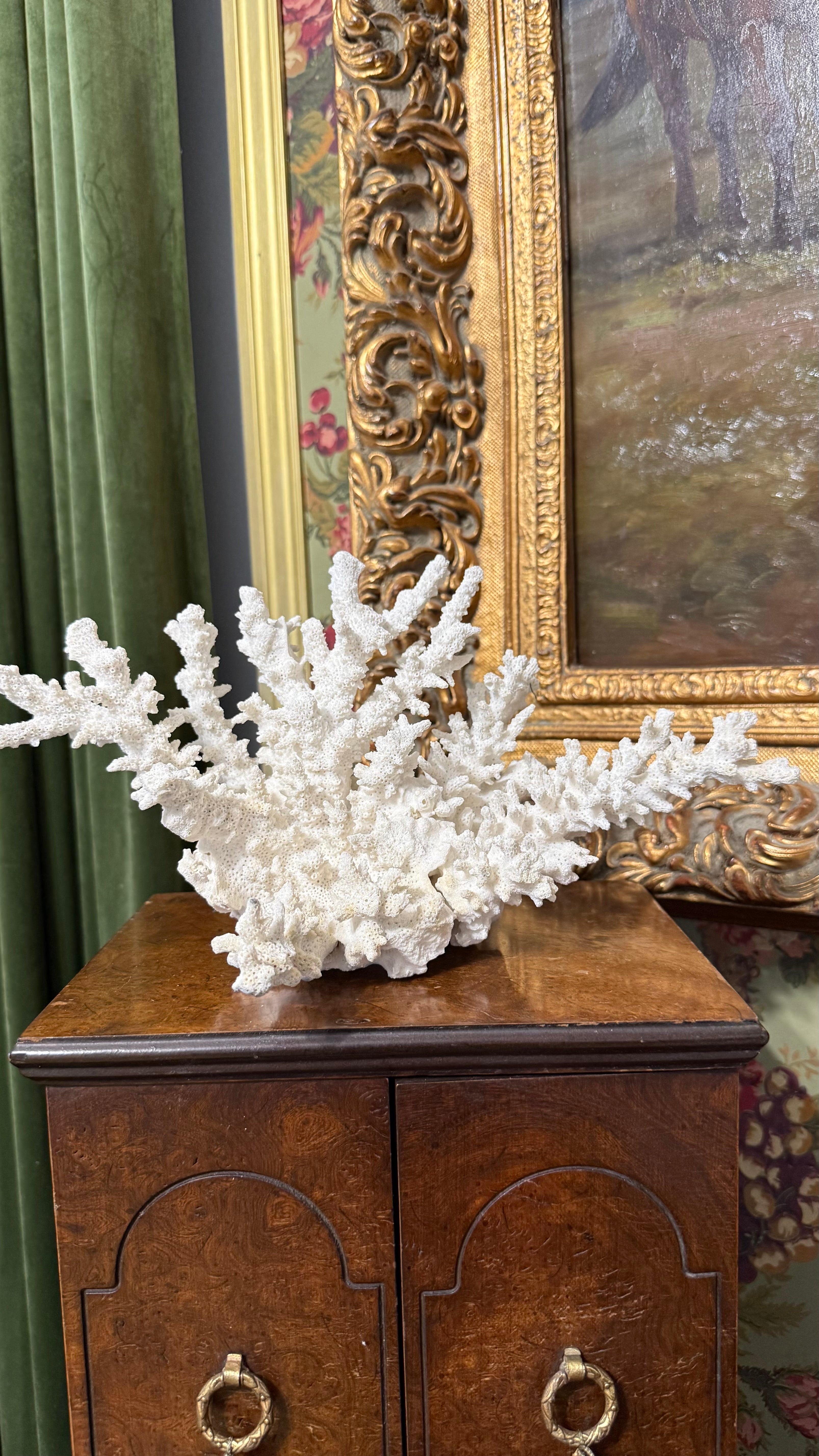 Natural White Coral 12’W