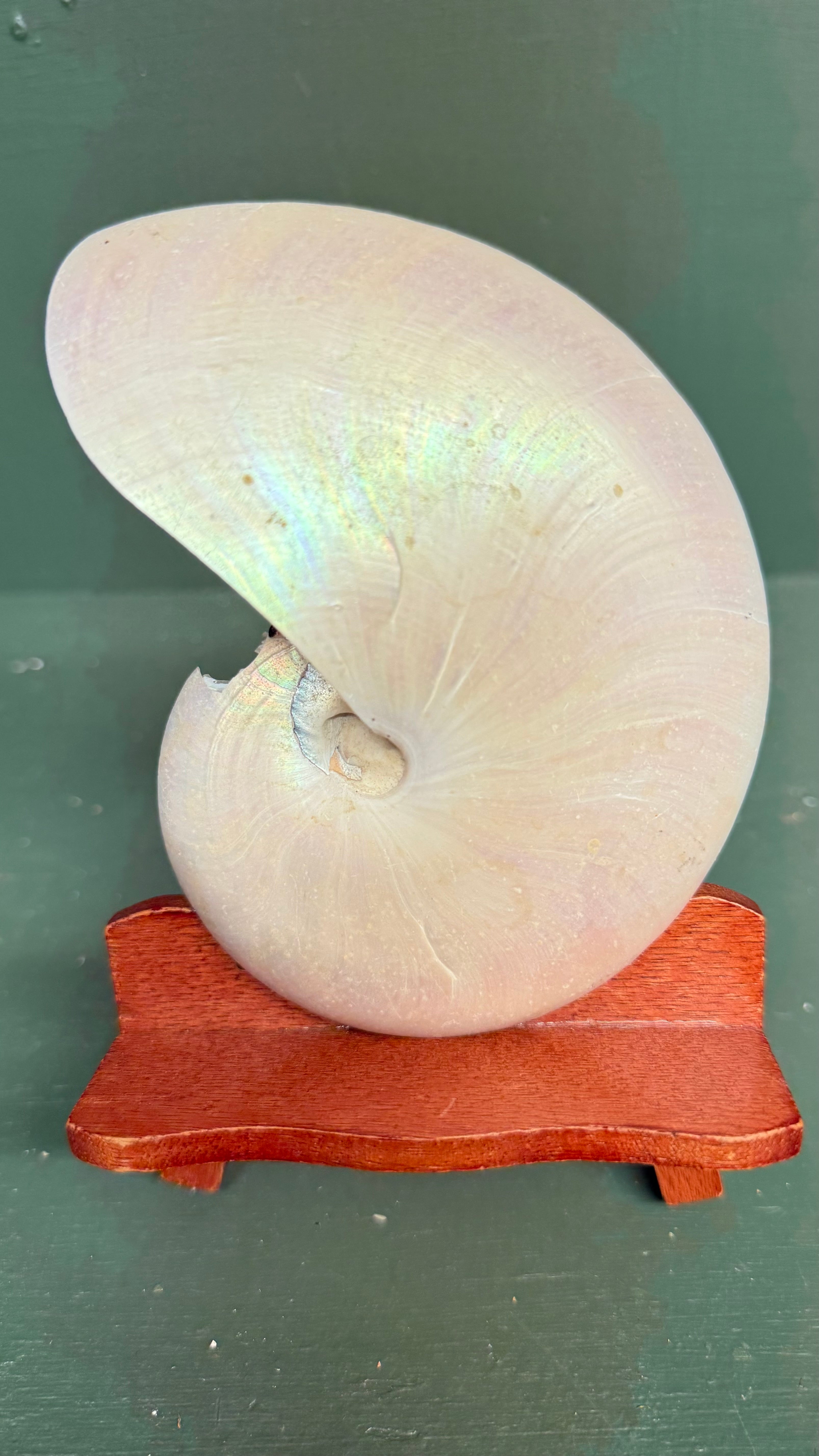 (Reserved) Nautilus Pearlized Shell with geometric cut