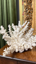 Natural White Coral 12’W